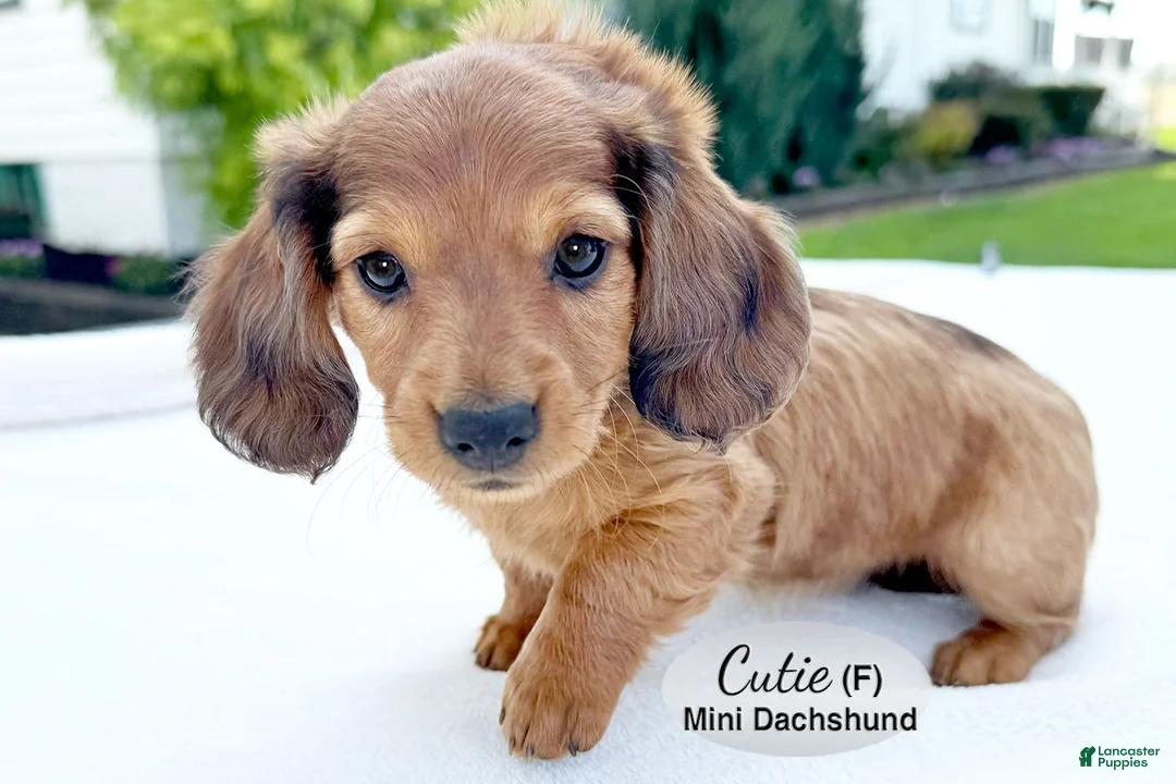 Miniature Dachshund dogs for sale: Cutie - Ad 1