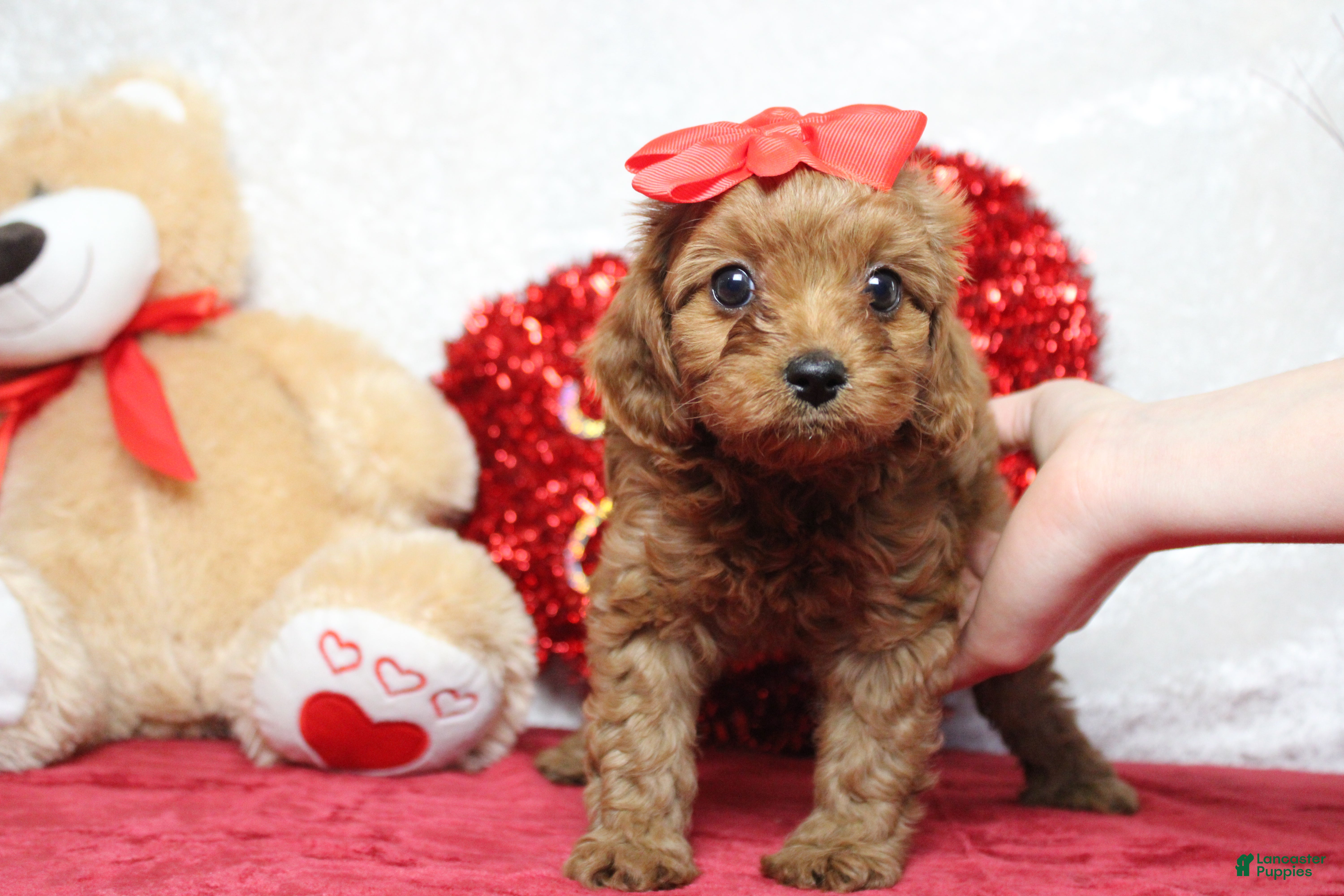 Cavapoo dogs Cherry - Ad 22