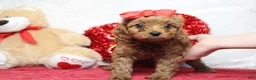 Cavapoo dogs for sale: Cherry - Ad 1