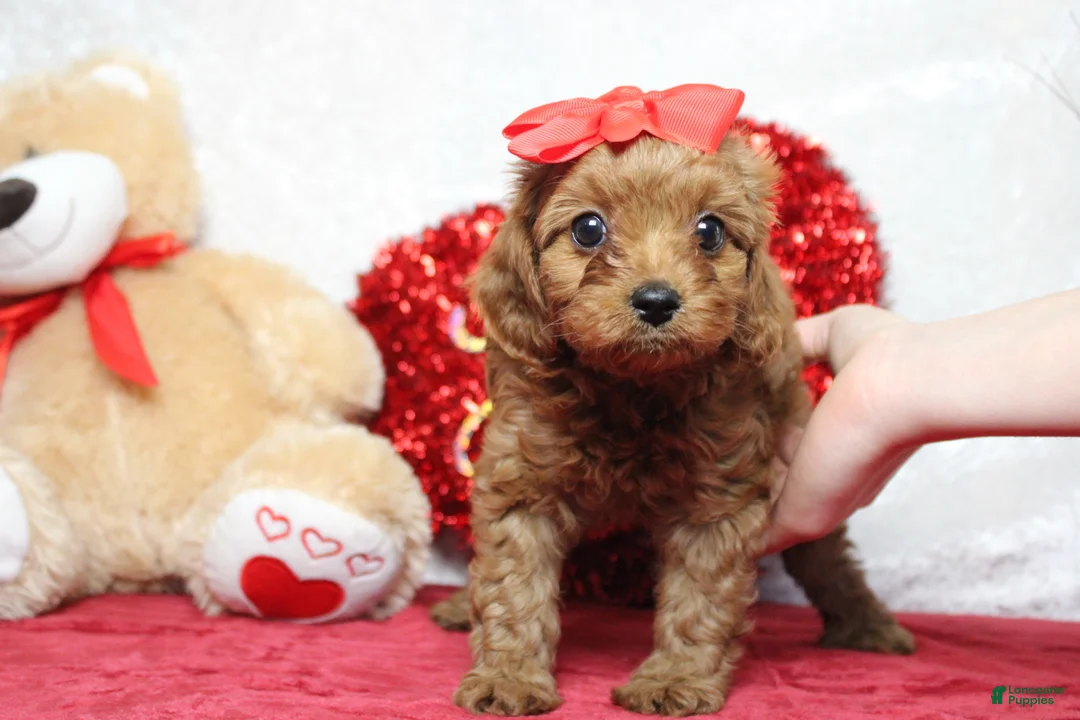 Cavapoo dogs for sale: Cherry - Ad 1