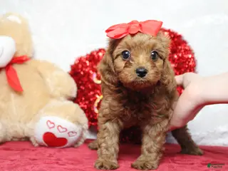Cavapoo dogs Cherry - Ad 22