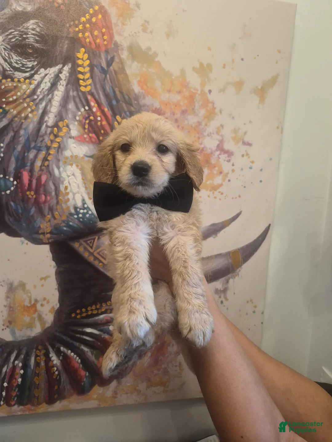 Goldendoodle dogs for sale:  Puppy 1 - Ad 2