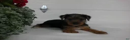 Yorkshire Terrier dogs for sale: Roscoe  - Ad 6