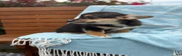 Welsh Corgi Pembroke dogs for sale: Josie - Ad 14