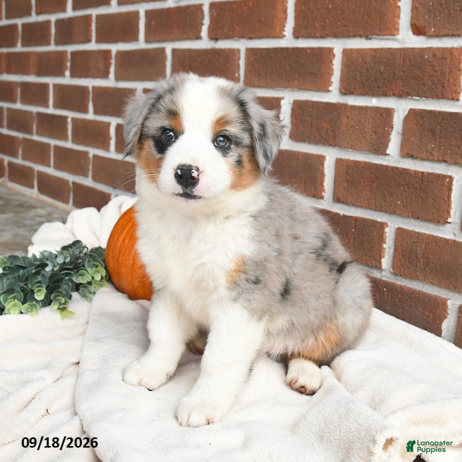 Miniature Australian Shepherd dogs for sale: Hazel - Ad 2