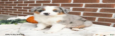Hazel