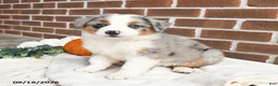 Miniature Australian Shepherd dogs for sale: Hazel - Ad 1
