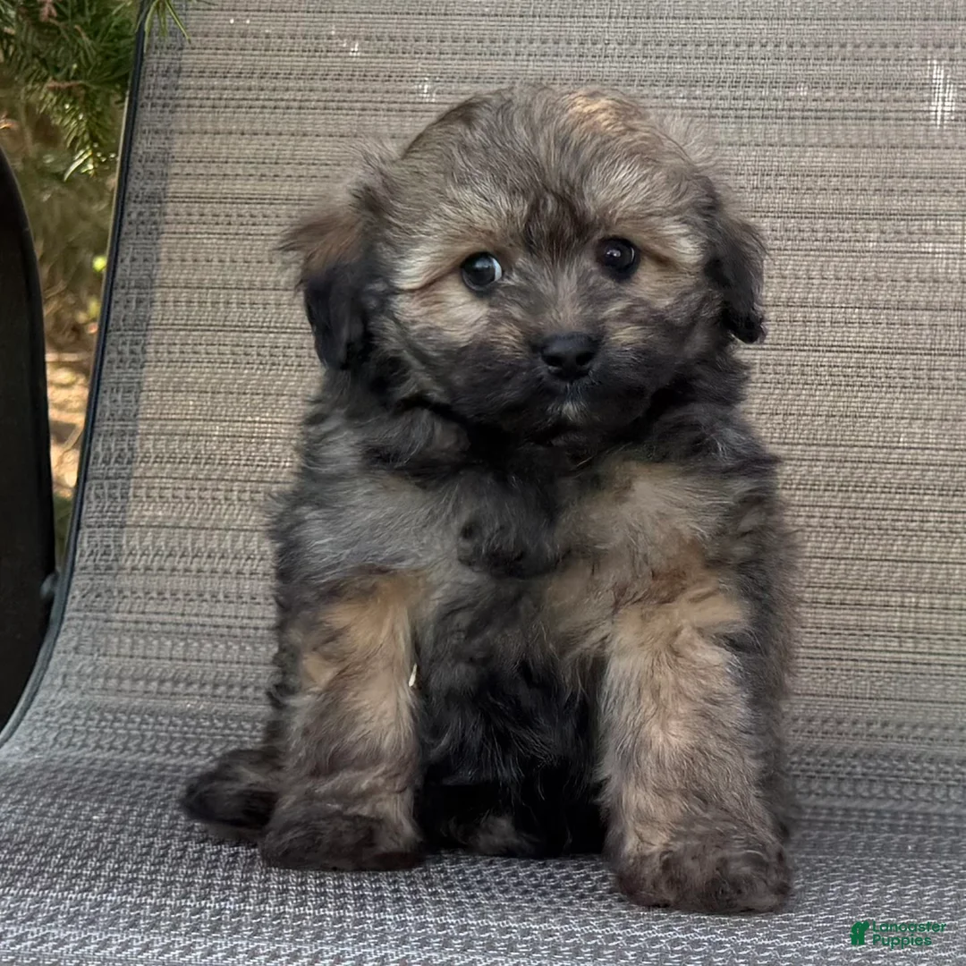 Pomapoo dogs for sale: Jaida - Ad 7