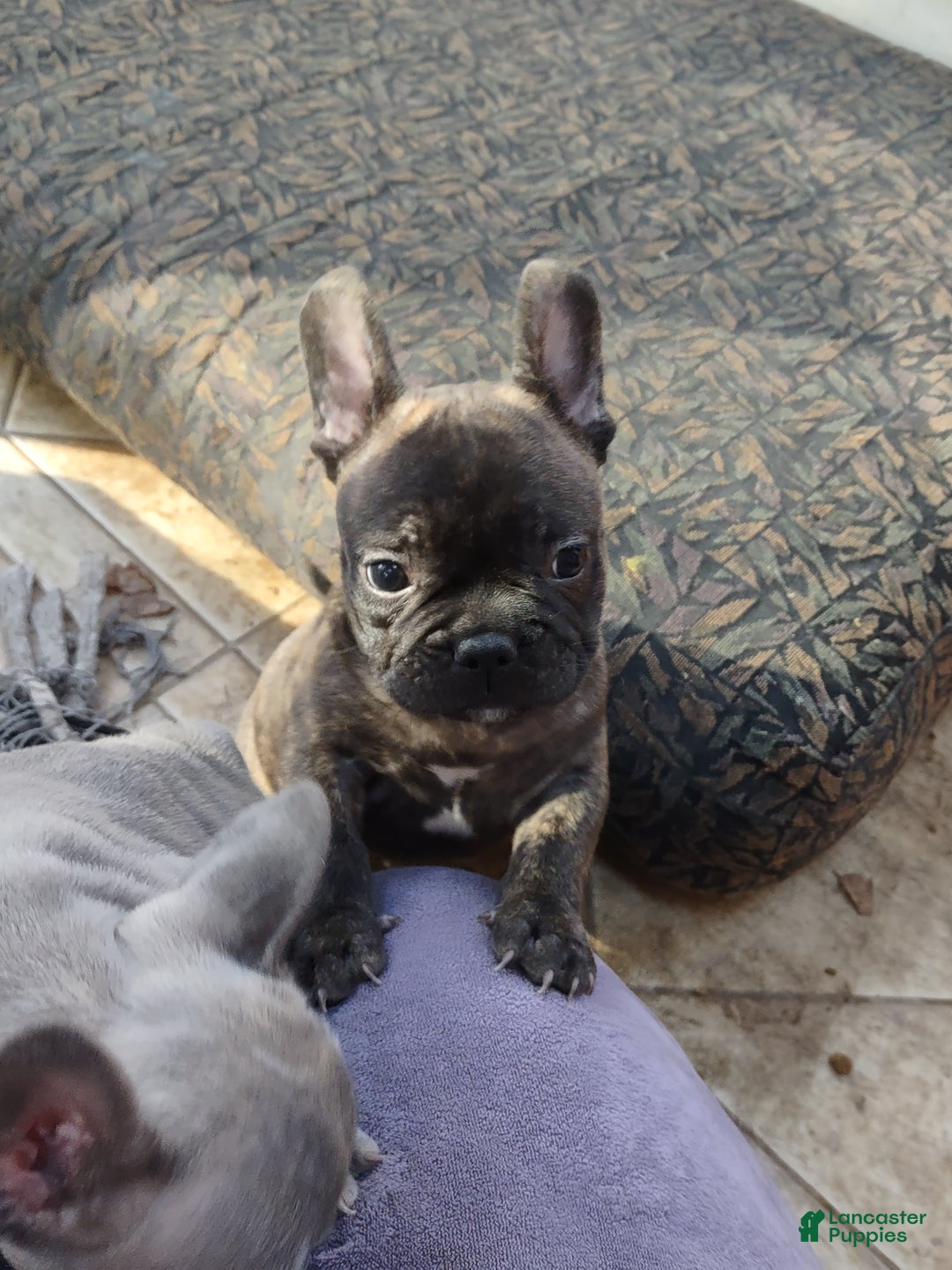 French Bulldog dogs for sale: French Bulldog Puppy 2 - Ad 1