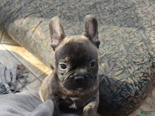 French Bulldog dogs French Bulldog Puppy 2 - Ad 31