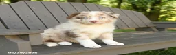 Border Collie dogs for sale: Max - Ad 3