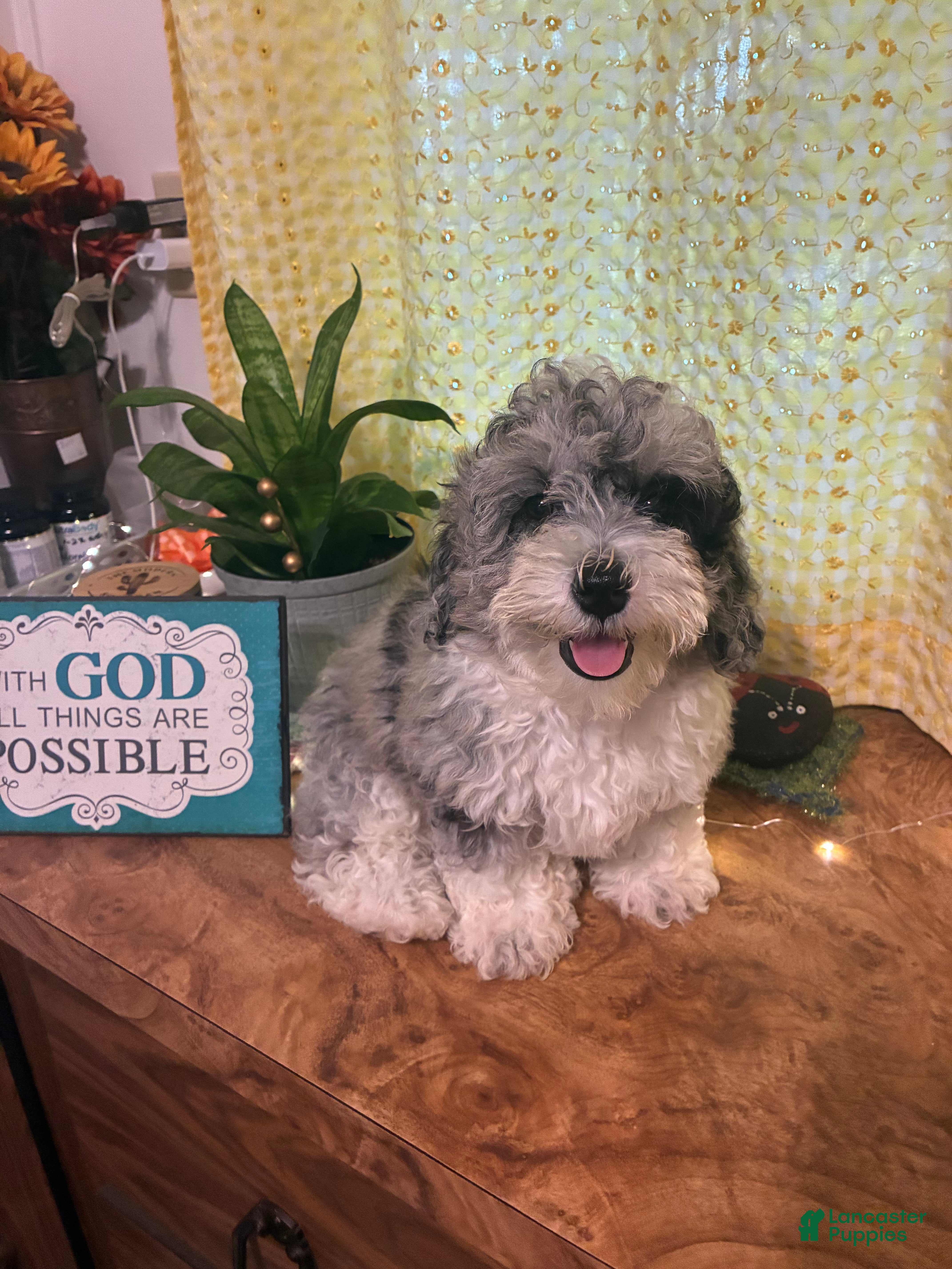 Mini Bernedoodle dogs Mini Bernedoodle Nicole - Ad 2