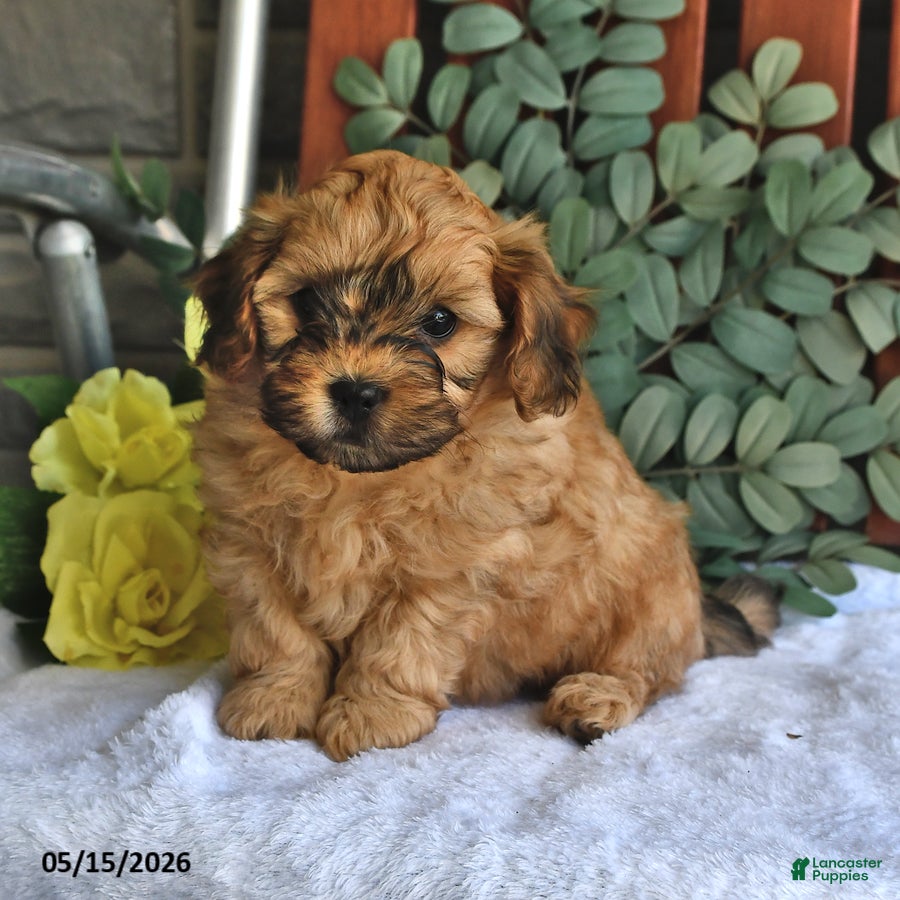 Shihpoo dogs Chase - Ad 2