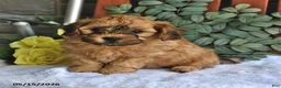 Shihpoo dogs for sale: Chase - Ad 2