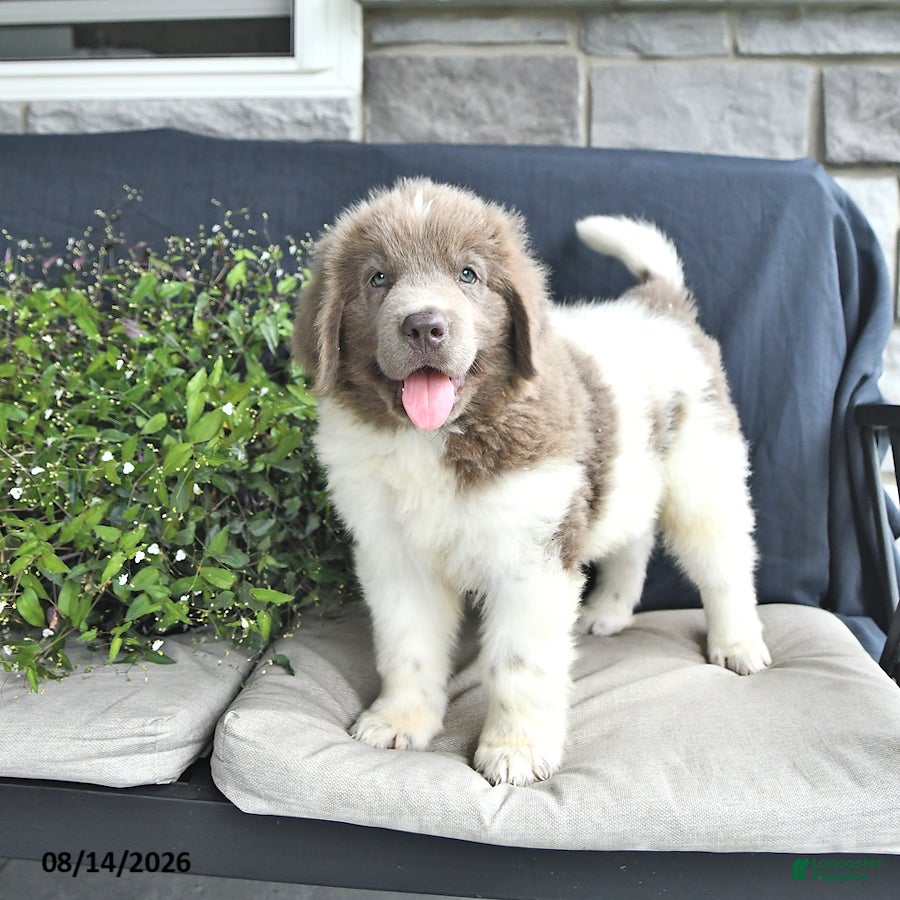 Newfoundland dogs Charles - Ad 1