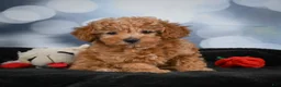 Cavapoo dogs for sale: Alice - Ad 7