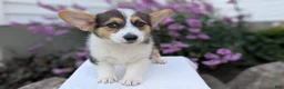 Welsh Corgi Pembroke dogs for sale: Lanie - Ad 3