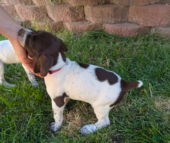 German Shorthaired Pointer dogs Pink female - Ad 2