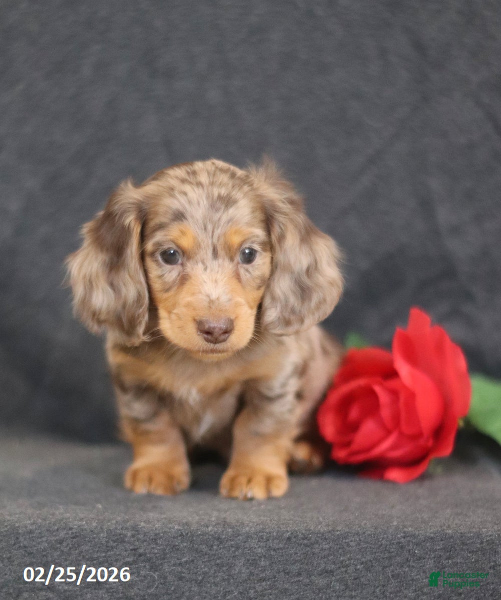Miniature Dachshund dogs Murphy - Ad 1