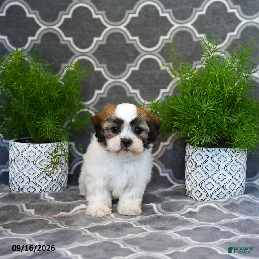 Mixed Breed dogs Faye - Ad 2