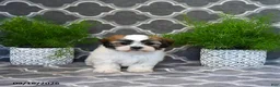 Mixed Breed dogs for sale: Faye - Ad 2