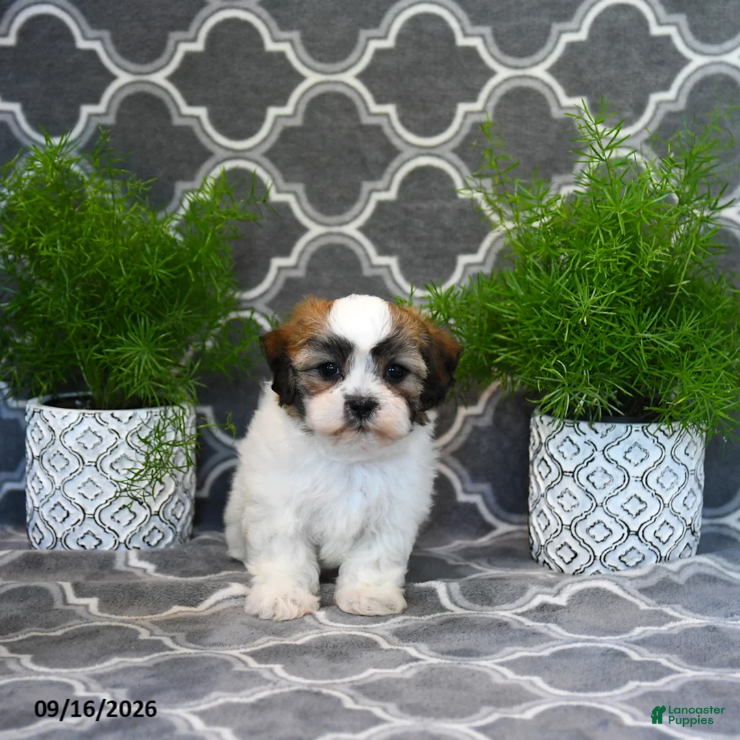 Mixed Breed dogs for sale: Faye - Ad 2