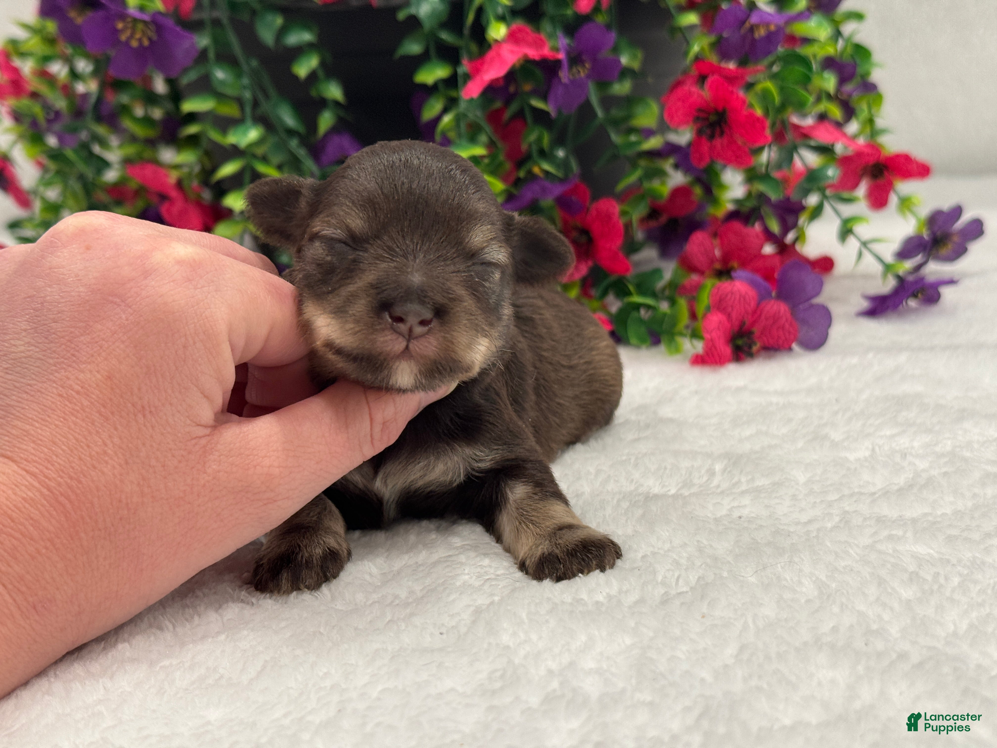 Miniature Schnauzer dogs Miracle Female 1 - Ad 13
