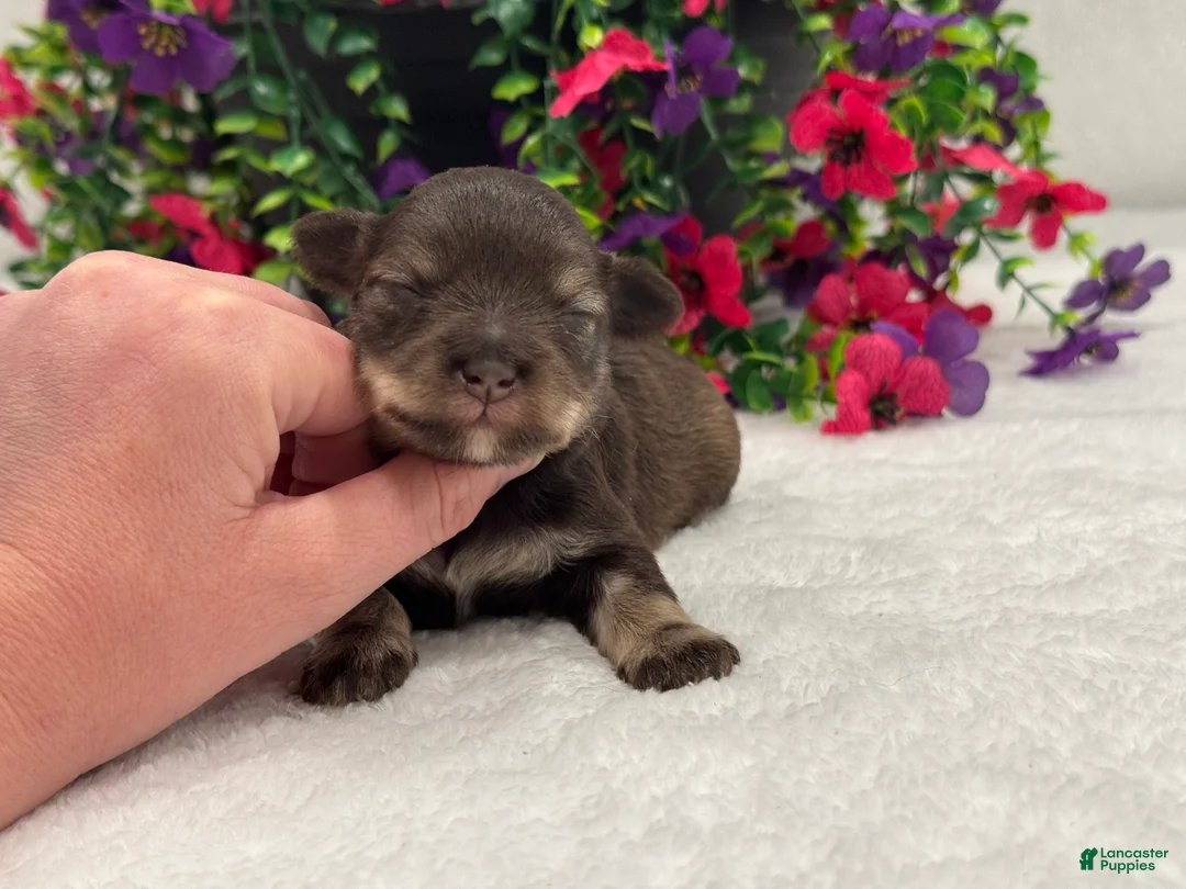 Miniature Schnauzer dogs for sale: Miracle Female 1 - Ad 1