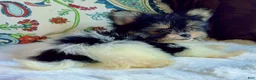 Mixed Breed dogs for sale: Designer Breed Yorkishire Terrier, Pomeranian Mix Puppy Male Ace - Ad 10