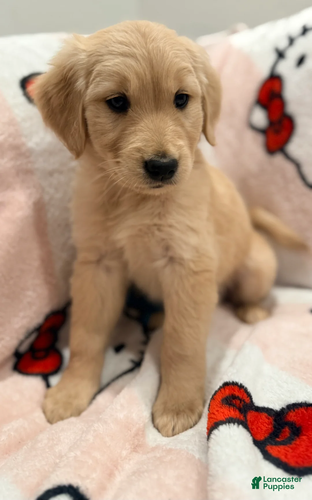 Golden Retriever dogs for sale: Golden Retriever Puppy 1 - Ad 2