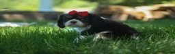 Cavalier King Charles Spaniel dogs for sale: Bentley 🐾🐶 - Ad 11