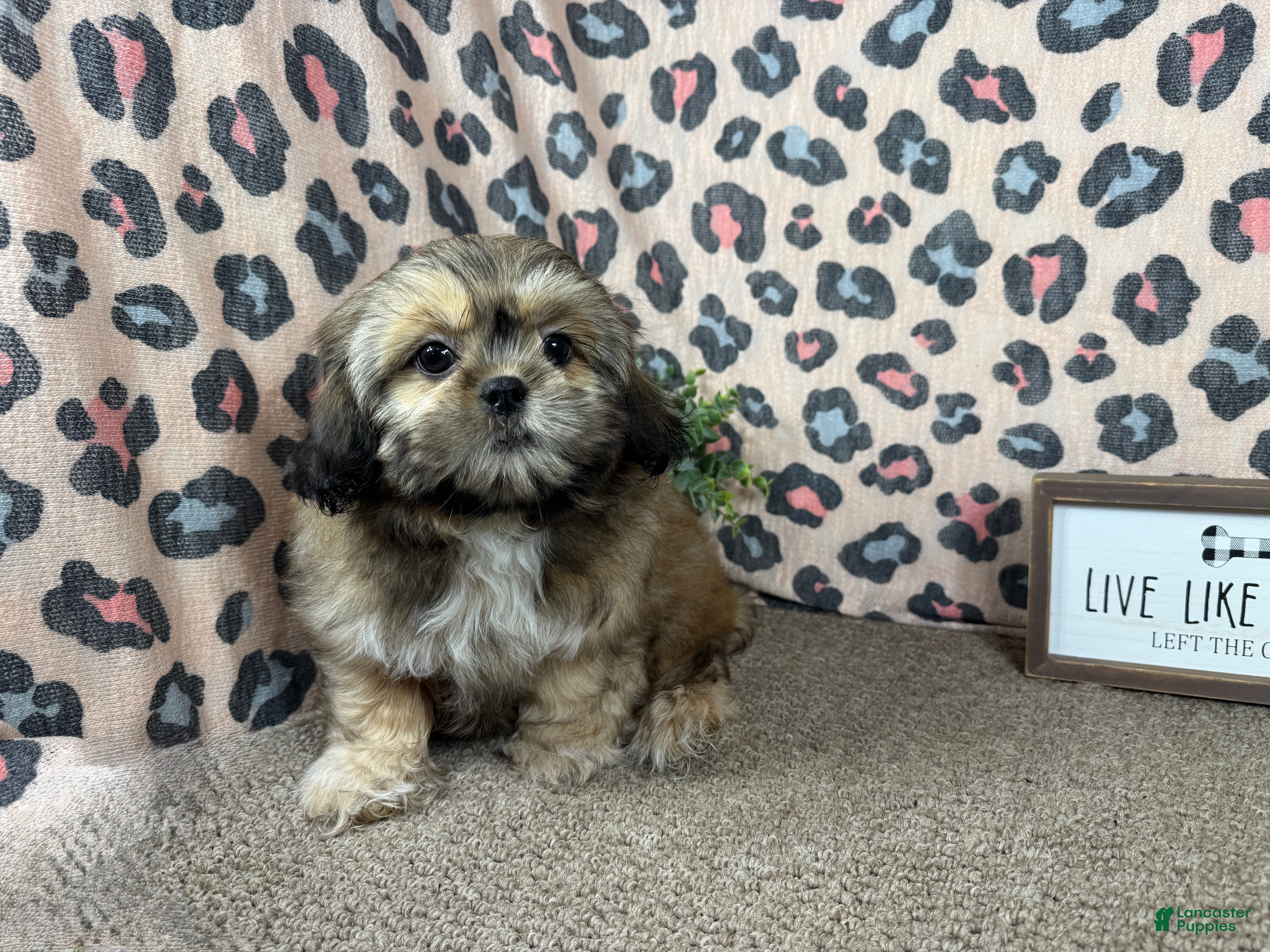 Shih Tzu dogs Shih Tzu 2 - Ad 31