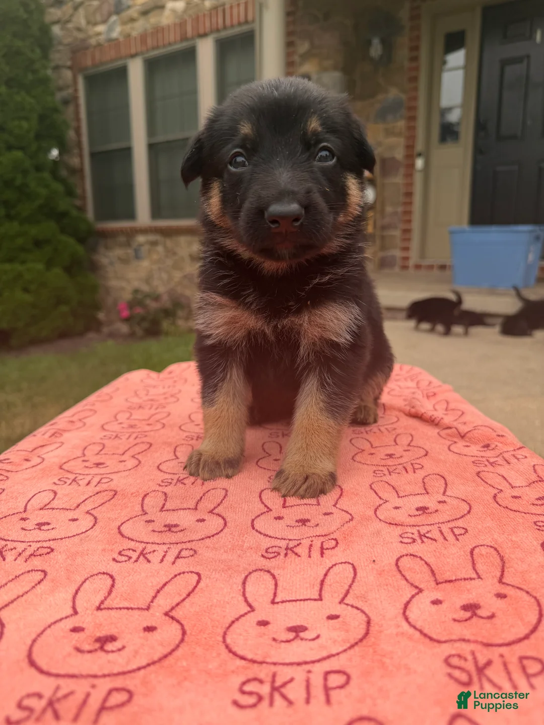German Shepherd dogs for sale: Lila - Ad 1