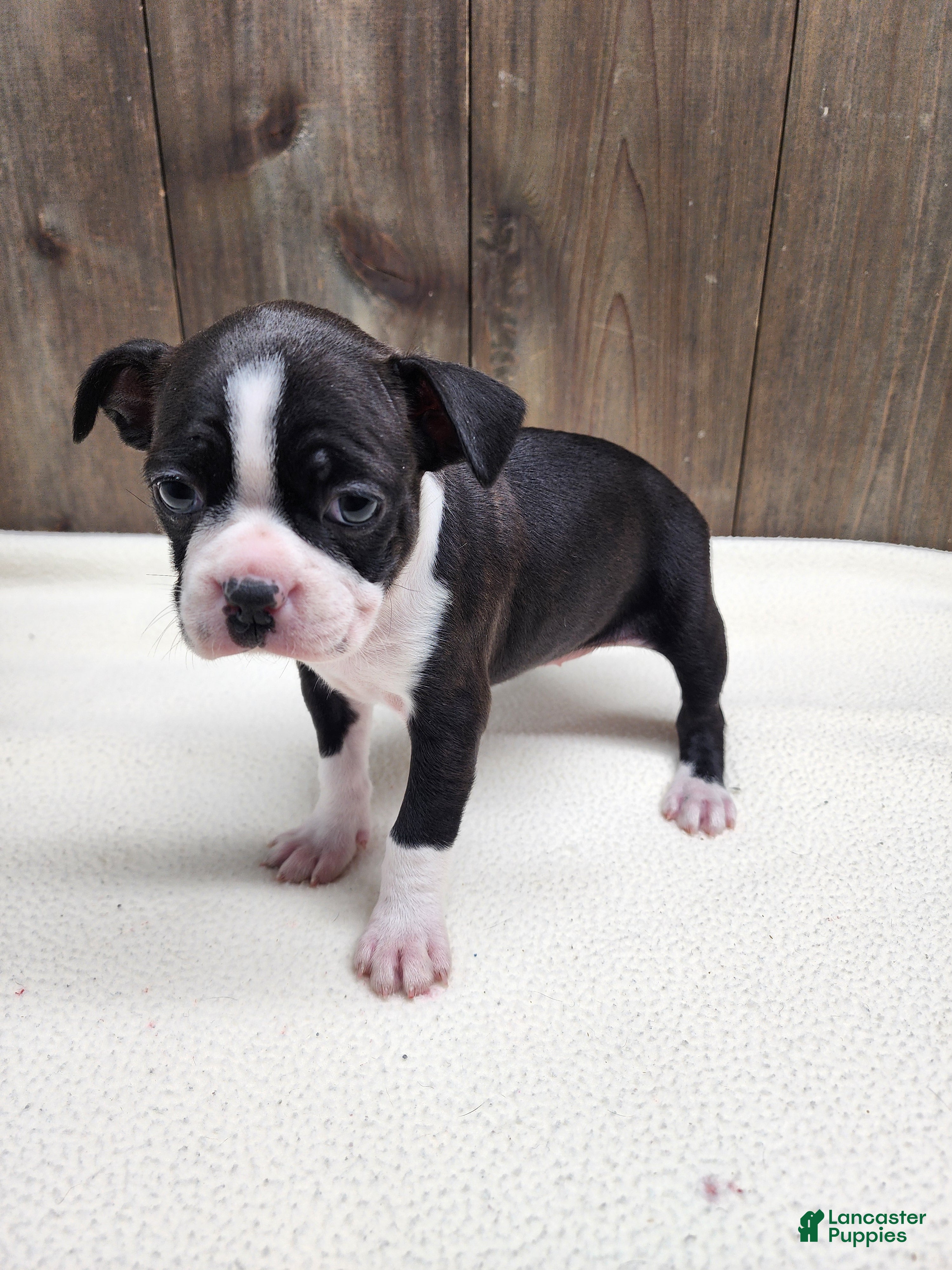 Boston Terrier dogs Boston Terrier Puppy 7 - Ad 35
