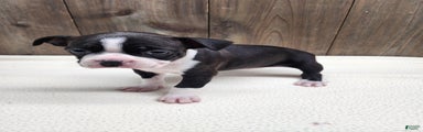 Boston Terrier Puppy 7