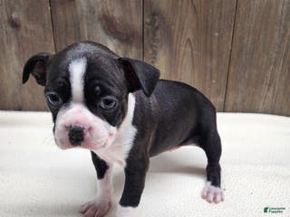 Boston Terrier dogs Boston Terrier Puppy 7 - Ad 35