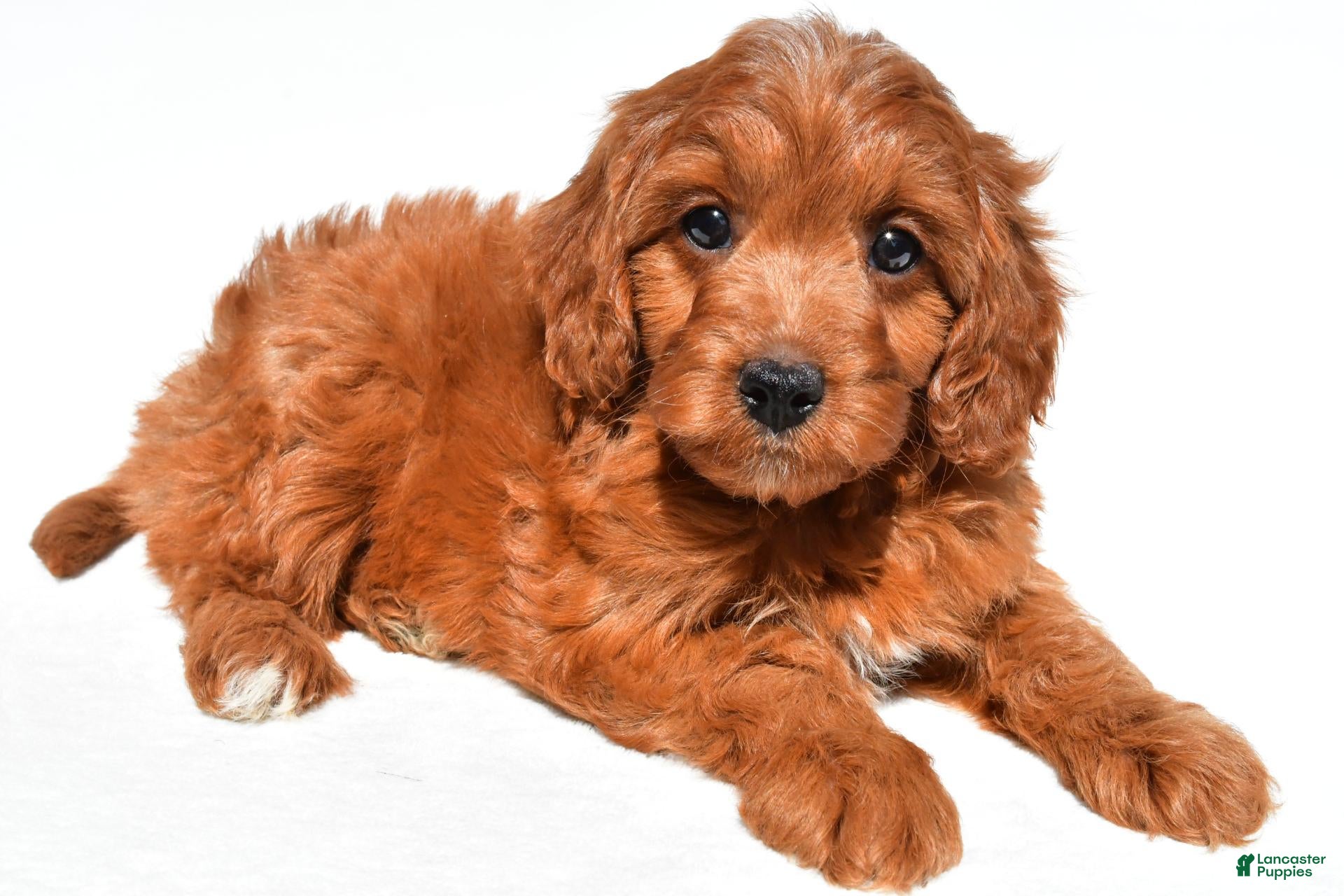 Cavapoo dogs Kevin - Ad 1
