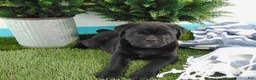 Mixed Breed dogs for sale: Sasha - Ad 9