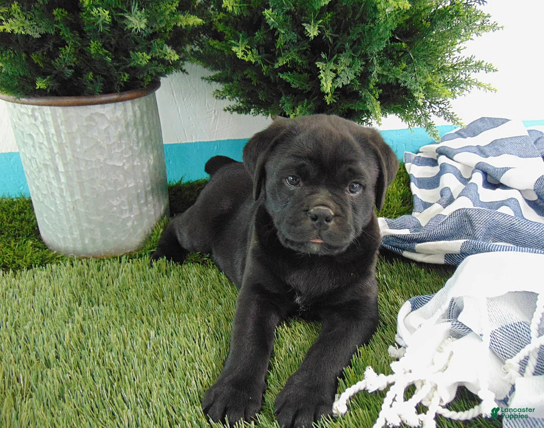 Mixed Breed dogs for sale: Sasha - Ad 9