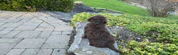 Portuguese Water Dog dogs for sale: Fritz - Ad 11