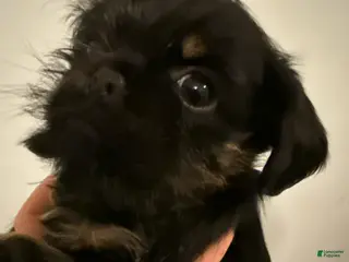 Brussels Griffon dogs Chelsea - Ad 2