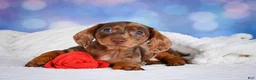 Miniature Dachshund dogs for sale: Molly - Ad 6
