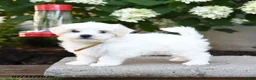Maltese dogs for sale: Beau  - Ad 2