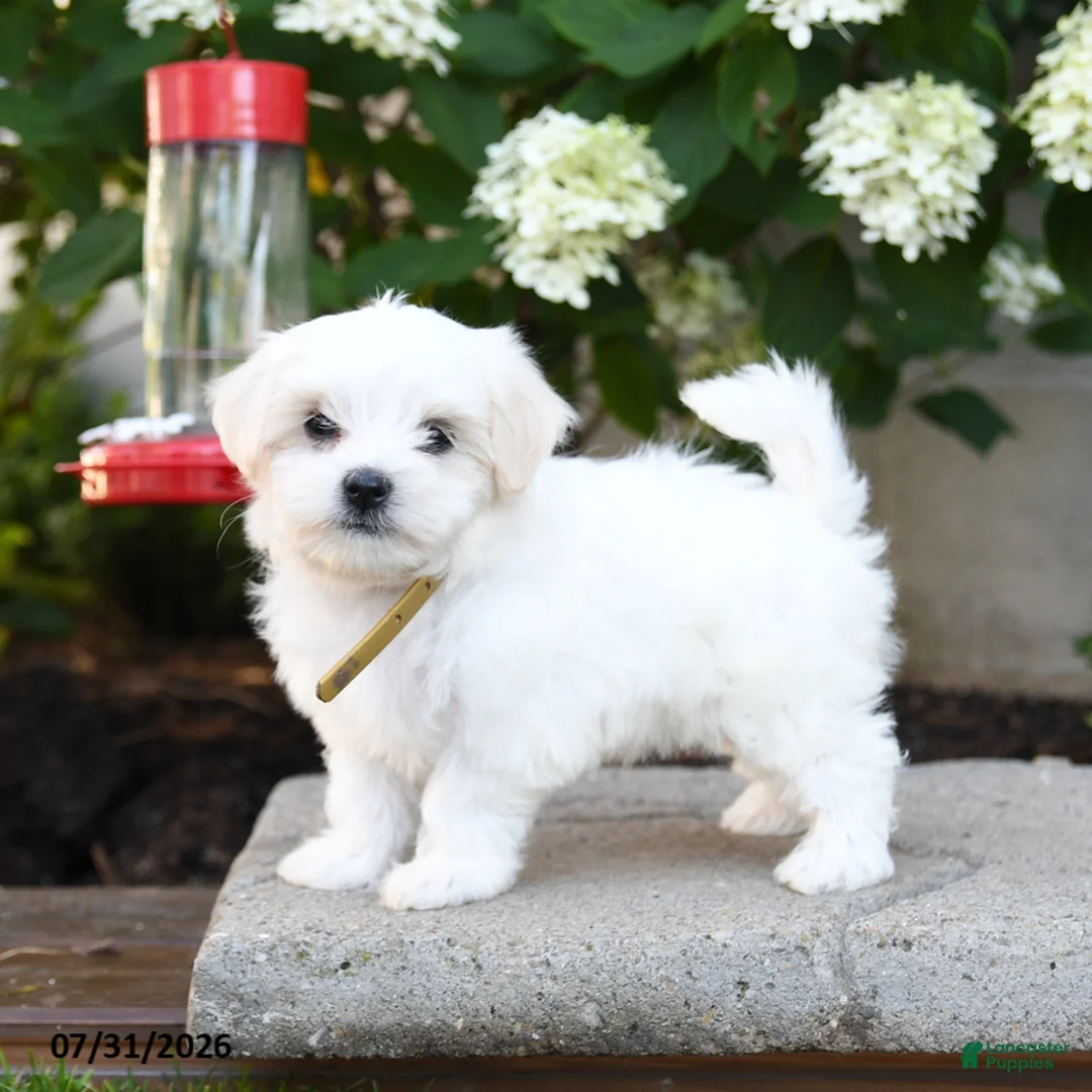 Maltese dogs for sale: Beau  - Ad 2