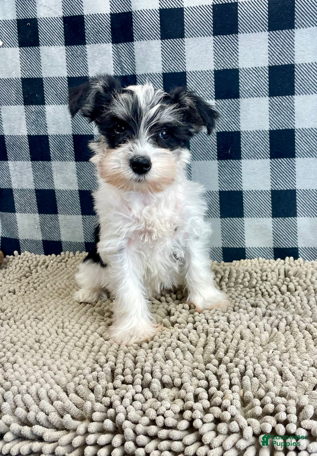 Miniature Schnauzer dogs for sale: Shelly - Ad 4