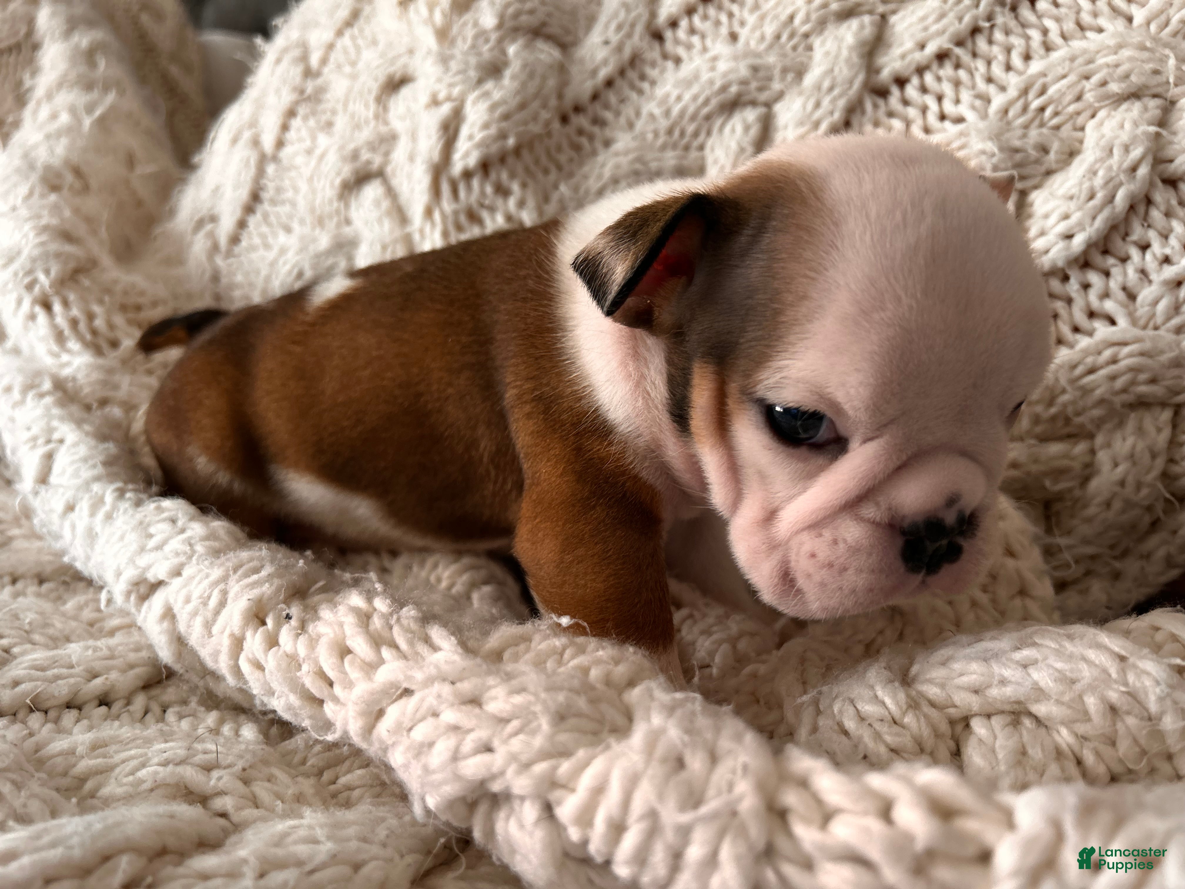 English Bulldog dogs English Bulldog Puppy 4 - Ad 1