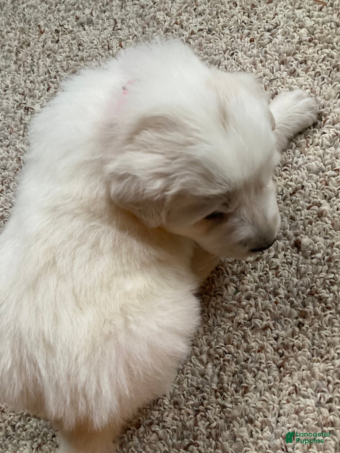Great Pyrenees dogs for sale: Great Pyrenees Female Puppy - Pink - Ad 4