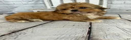 Shih Tzu dogs for sale: Dale - Ad 13