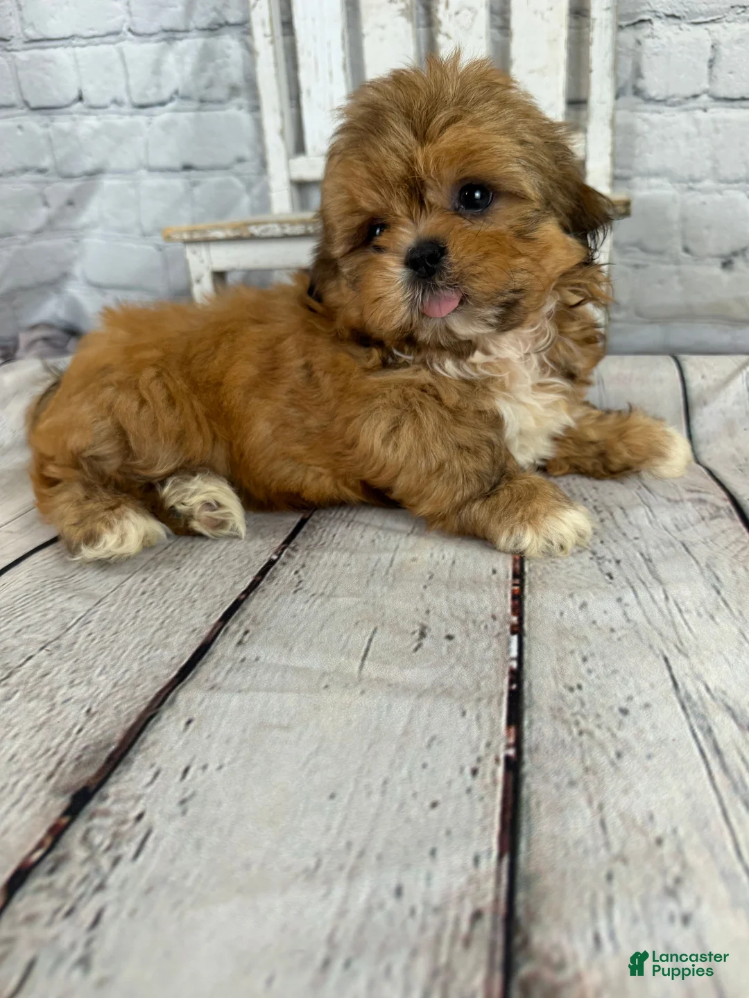 Shih Tzu dogs for sale: Dale - Ad 13