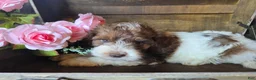 Cockapoo dogs for sale: Chic - Ad 2